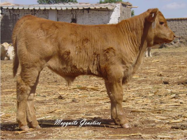 Mezquite Musculatura Extra 03U