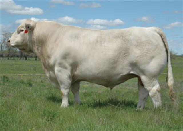LT Bluegrass 4017 P 