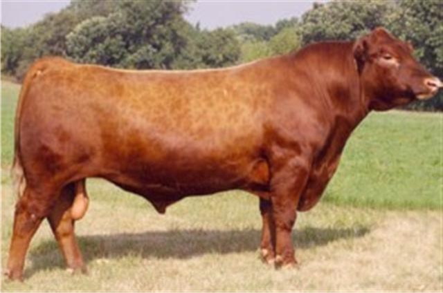 LCC Cheyenne B221L