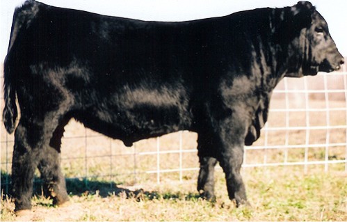TC Stout 407