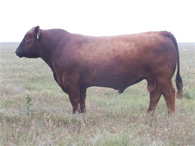 Brown Good One N7465