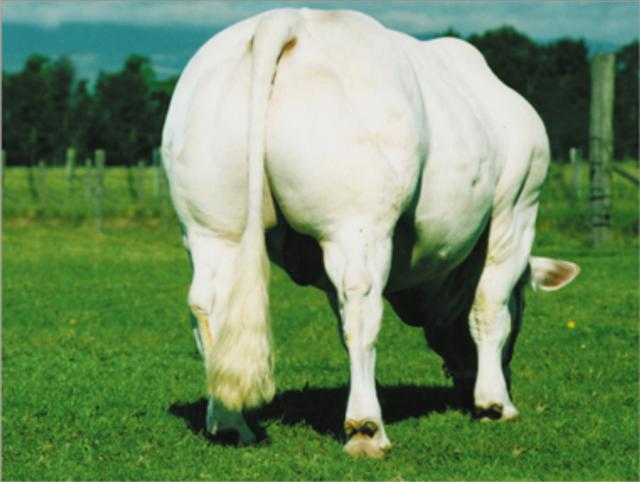 Laristan